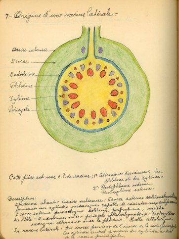 bio_notes2.jpg (47710 octets)