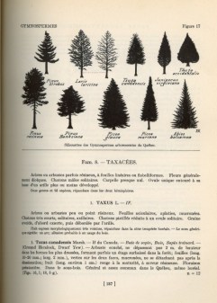 flore137p.jpg (24569 octets)