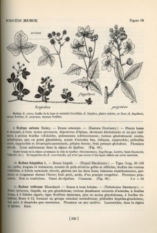 flore333p.jpg (26567 octets)