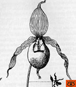Cypripedium reginae
